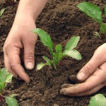 woman hands hoeing beetroot plants