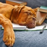 dog-reading-02