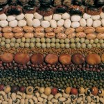 legumes