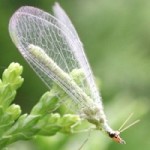 lacewing