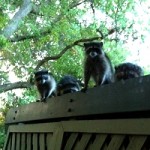 raccoons-trees2