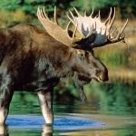 moose-150