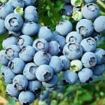 blueberries