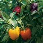 bell-peppers-04