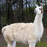 Llama-guard