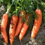 carrots-tops