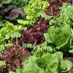 leafy-greens