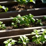 seedstart-varieties-380