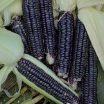 corn-black-aztec
