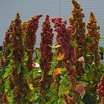 quinoa-plants-02