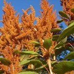amaranth-closeup