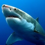 Shark-Week