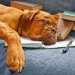 dog-books