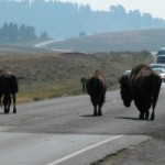 Yellowstone-Bison-Fleeing-Eruption