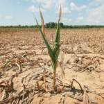 drought-crop