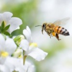 bee-flower