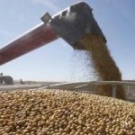 soybeans