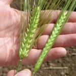 Barley