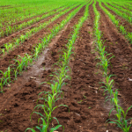 corn-yields
