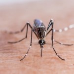 mosquito