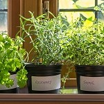 Indoor-Gardening-Fresh