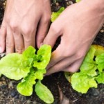garden-hands