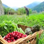 gardening-produce