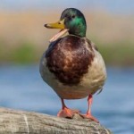 duck