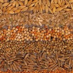 grains
