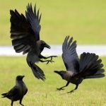 crows