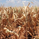 Corn-Drought-03