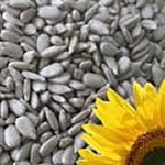 Sunflower-Seeds